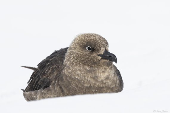 OTL29-25, Day 7, Skua © Sara Jenner - Oceanwide Expeditions.jpg