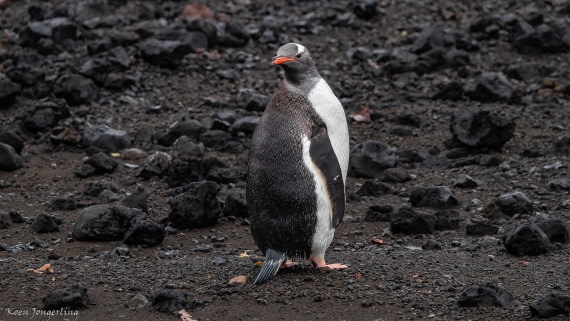 OTL29-25, Day 8, IMG_8367 © Koen Jongerling - Oceanwide Expeditions.jpg