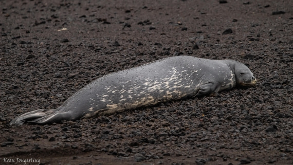 OTL29-25, Day 8, IMG_8371 © Koen Jongerling - Oceanwide Expeditions.jpg