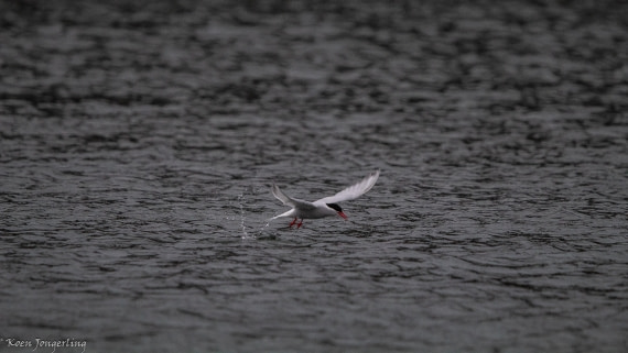 OTL29-25, Day 8, IMG_8383 © Koen Jongerling - Oceanwide Expeditions.jpg