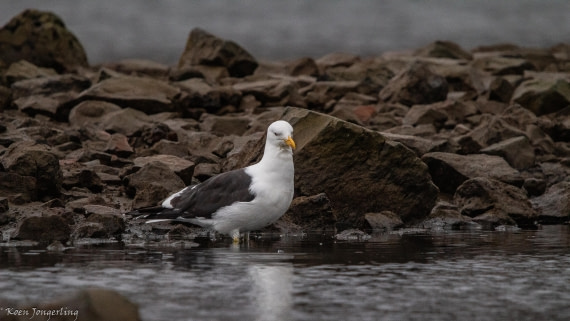 OTL29-25, Day 8, IMG_8390 © Koen Jongerling - Oceanwide Expeditions.jpg