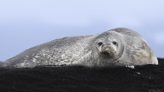 OTL29-25, Day 8, Weddell Seal at Telefon © Sara Jenner - Oceanwide Expeditions.jpg