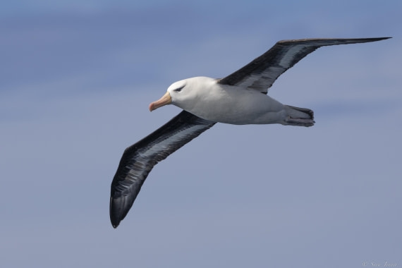 OTL29-25, Day 9, Black browed albatross © Sara Jenner - Oceanwide Expeditions.jpg