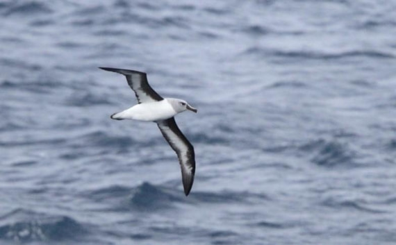 OTL29-25, Day 10, Picture1 © Unknown photographer - Oceanwide Expeditions.jpg