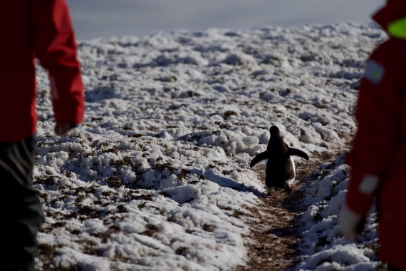 Into the Wild: A Penguin’s Journey