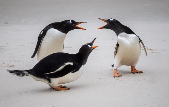 Squabbling Gentoo Penguin