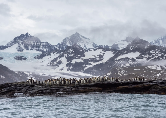 Penguin Colony St Andrew's Bay
