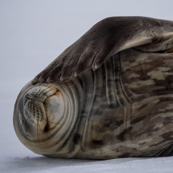 Weddell Seal