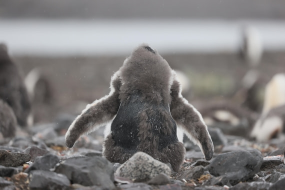 PLA28-25, Day 8, RegisPERDRIAT (1) © Regis Perdriat - Oceanwide Expeditions.JPG