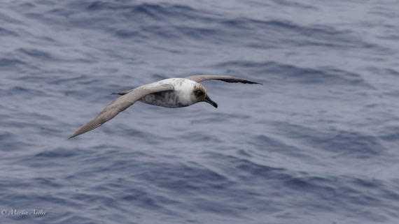 PLA28-25, Day 3, 088A7585 © Martin Anstee - Oceanwide Expeditions.jpg