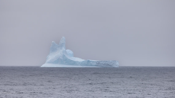 PLA28-25, Day 3, 088A7613 © Martin Anstee - Oceanwide Expeditions.jpg