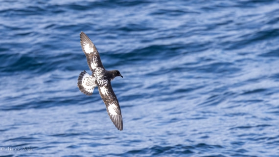 PLA28-25, Day 3, 088A7625 © Martin Anstee - Oceanwide Expeditions.jpg