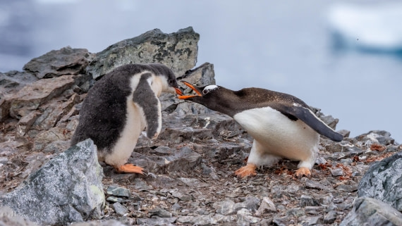 PLA28-25, Day 4, 088A7630 © Martin Anstee - Oceanwide Expeditions.jpg