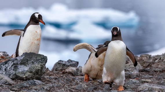 PLA28-25, Day 4, 088A7633 © Martin Anstee - Oceanwide Expeditions.jpg