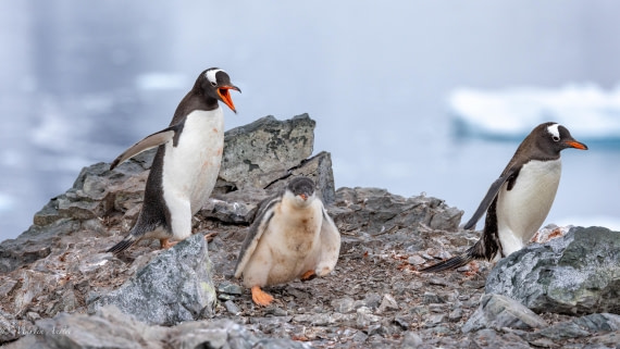 PLA28-25, Day 4, 088A7632 © Martin Anstee - Oceanwide Expeditions.jpg