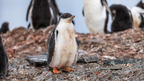 PLA28-25, Day 4, 088A7638 © Martin Anstee - Oceanwide Expeditions.jpg