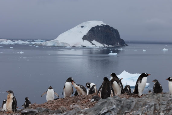 PLA28-25, Day 4, 088A7641 © Martin Anstee - Oceanwide Expeditions.jpg