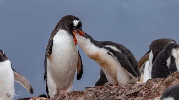 PLA28-25, Day 4, 088A7650 © Martin Anstee - Oceanwide Expeditions.jpg