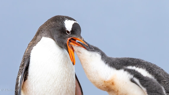 PLA28-25, Day 4, 088A7652 © Martin Anstee - Oceanwide Expeditions.jpg