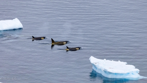 PLA28-25, Day 4, 088A7664 © Martin Anstee - Oceanwide Expeditions.jpg