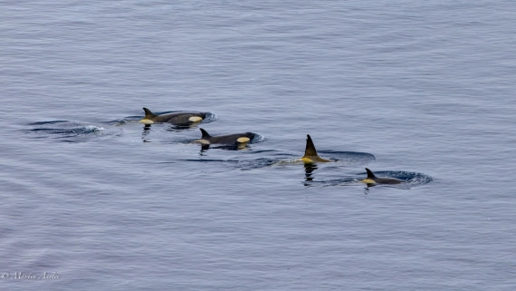 PLA28-25, Day 4, 088A7670 © Martin Anstee - Oceanwide Expeditions.jpg