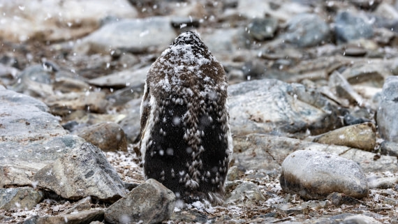 PLA28-25, Day 4, 088A7683 © Martin Anstee - Oceanwide Expeditions.jpg