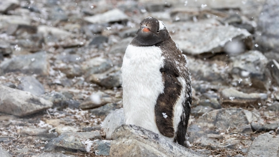 PLA28-25, Day 4, 088A7694 © Martin Anstee - Oceanwide Expeditions.jpg