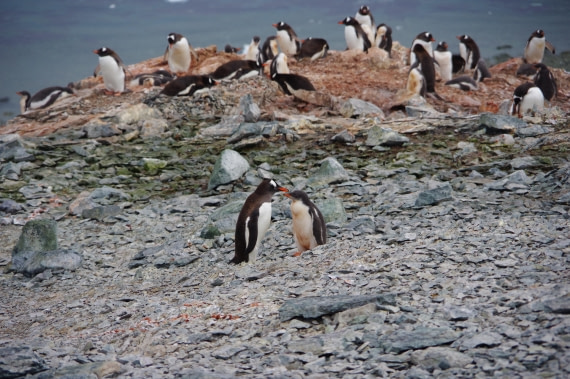 PLA28-25, Day 4, HélèneDEMERINGO (1) © Hélène de Meringo - Oceanwide Expeditions.JPG