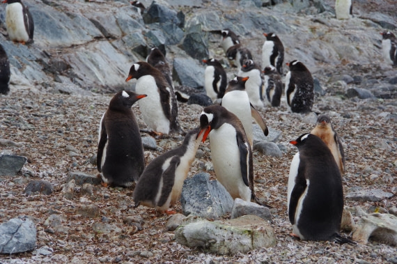 PLA28-25, Day 4, HélèneDEMERINGO (3) © Hélène de Meringo - Oceanwide Expeditions.JPG