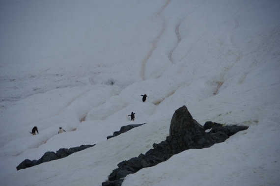 PLA28-25, Day 4, HélèneDEMERINGO (6) © Hélène de Meringo - Oceanwide Expeditions.JPG
