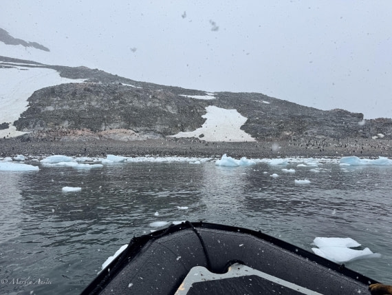 PLA28-25, Day 4, IMG_0131 © Martin Anstee - Oceanwide Expeditions.jpg