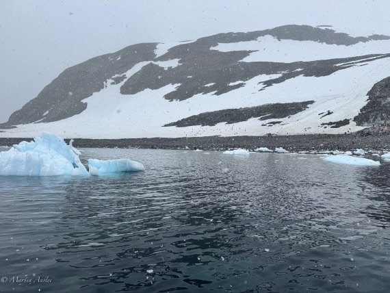 PLA28-25, Day 4, IMG_0132 © Martin Anstee - Oceanwide Expeditions.jpg