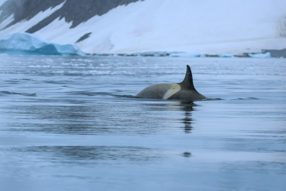 PLA28-25, Day 4, Orca 1_Eva © Eva-Maria Kifmann - Oceanwide Expeditions.JPG