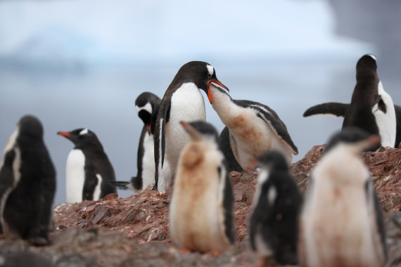 PLA28-25, Day 4, RegisPERDRIAT (2) © Regis Perdriat - Oceanwide Expeditions.JPG