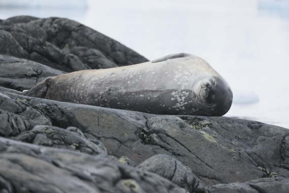 PLA28-25, Day 4, RegisPERDRIAT (9) © Regis Perdriat - Oceanwide Expeditions.JPG