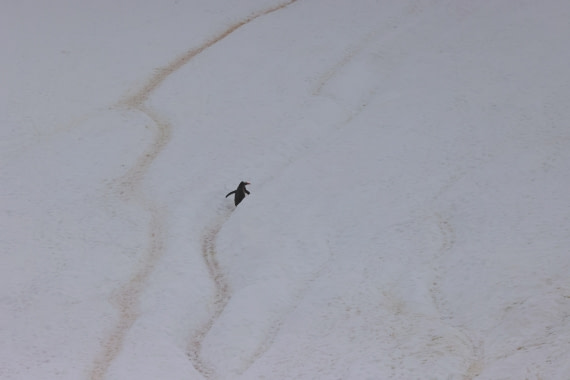 PLA28-25, Day 4, RegisPERDRIAT (13) © Regis Perdriat - Oceanwide Expeditions.JPG