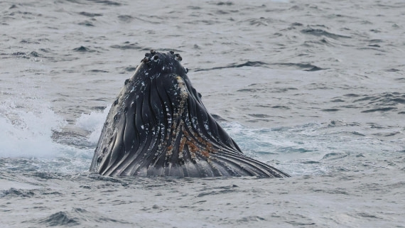 PLA28-25, Day 4, RegisPERDRIAT (18) © Regis Perdriat - Oceanwide Expeditions.JPG