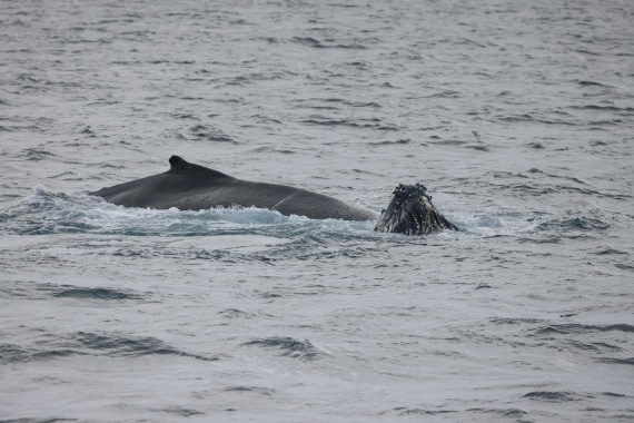 PLA28-25, Day 4, RegisPERDRIAT (17) © Regis Perdriat - Oceanwide Expeditions.JPG