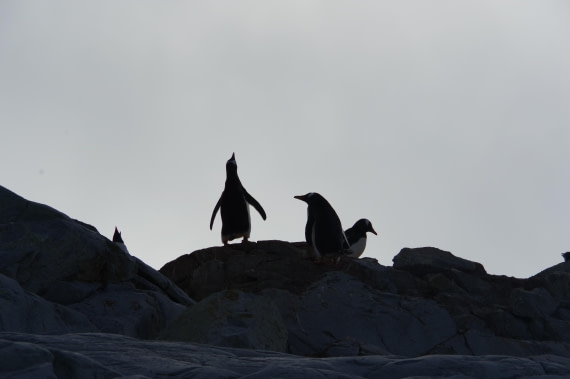 PLA28-25, Day 5, helenedemeringo © Hélène de Meringo - Oceanwide Expeditions.JPG