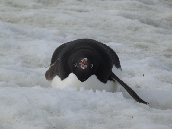 PLA28-25, Day 5, P1180115 © Ali Liddle - Oceanwide Expeditions.JPG