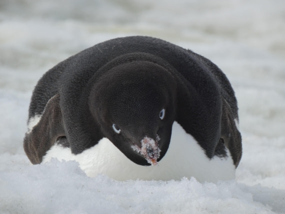 PLA28-25, Day 5, P1180124 © Ali Liddle - Oceanwide Expeditions.JPG