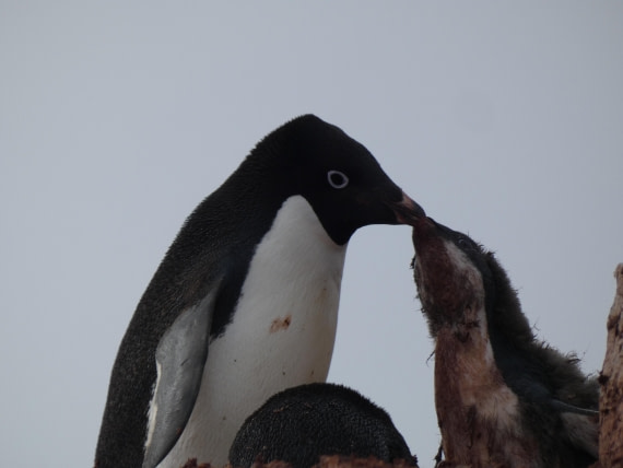 PLA28-25, Day 5, P1180132 © Ali Liddle - Oceanwide Expeditions.JPG