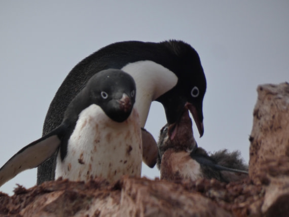 PLA28-25, Day 5, P1180133 © Ali Liddle - Oceanwide Expeditions.JPG