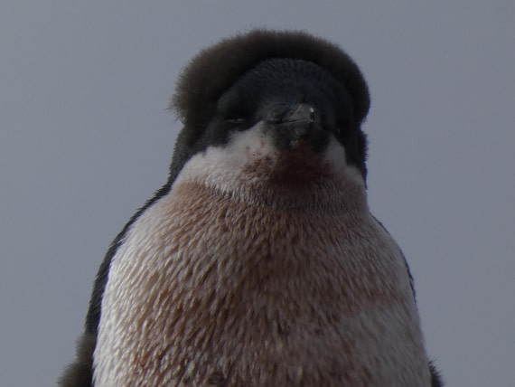 PLA28-25, Day 5, P1180135 © Ali Liddle - Oceanwide Expeditions.JPG