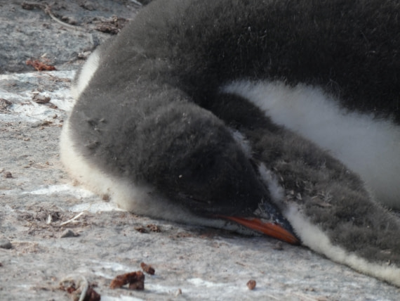 PLA28-25, Day 5, P1180162 © Ali Liddle - Oceanwide Expeditions.JPG