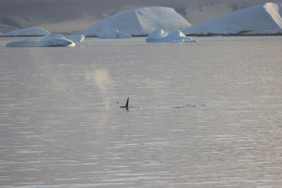PLA28-25, Day 5, RegisPERDRIAT (2) © Regis Perdriat - Oceanwide Expeditions.JPG