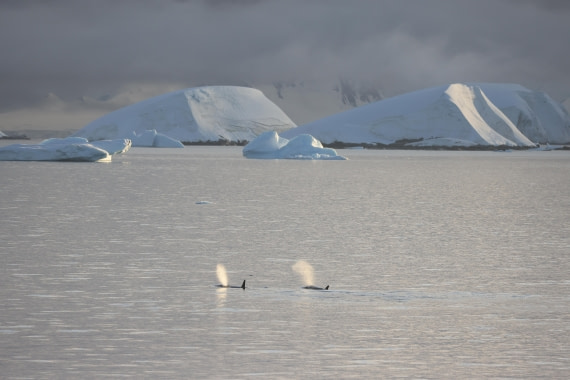 PLA28-25, Day 5, RegisPERDRIAT (3) © Regis Perdriat - Oceanwide Expeditions.JPG