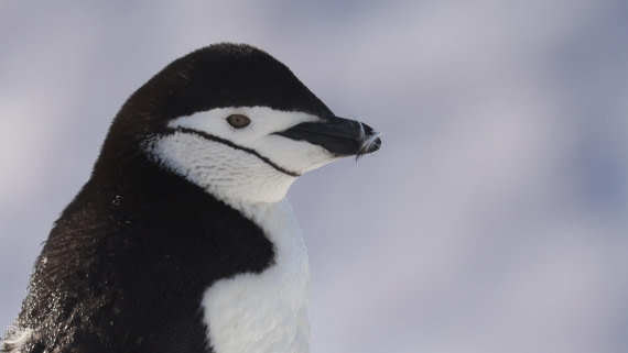 PLA28-25, Day 5, RegisPERDRIAT (6) © Regis Perdriat - Oceanwide Expeditions.JPG