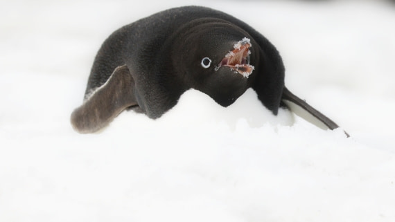 PLA28-25, Day 5, RegisPERDRIAT (9) © Regis Perdriat - Oceanwide Expeditions.JPG