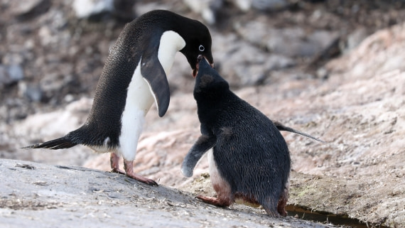 PLA28-25, Day 5, RegisPERDRIAT (10) © Regis Perdriat - Oceanwide Expeditions.JPG